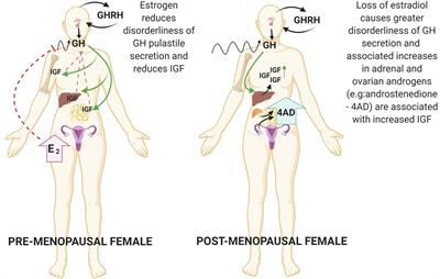 Growth Hormone/Insulin Growth Factor Axis in Sex Steroid Associated Disorders and Related Cancers